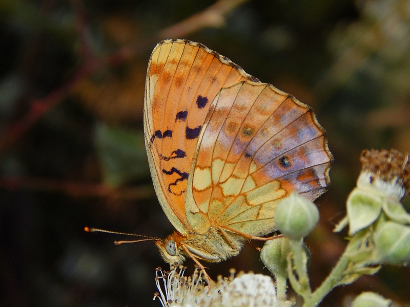 Brentis daphne: parco del ticino